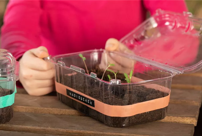 Mini-Gewächshaus Mini-Gewächshaus