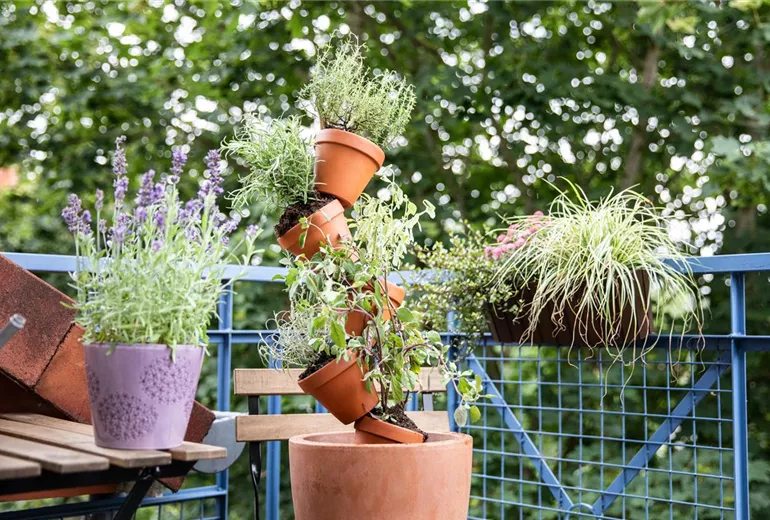 GS623556.jpg GS623556.jpg