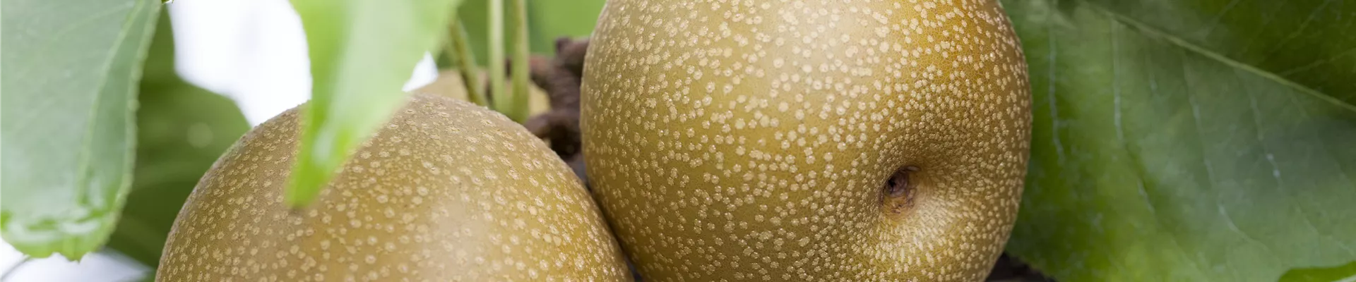 Pyrus pyrifolia Pyrus pyrifolia