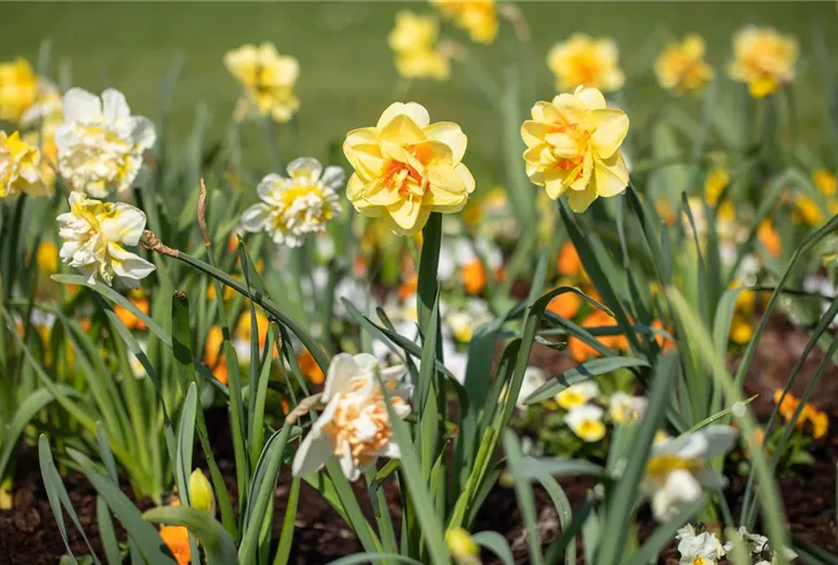 Narcissus Double