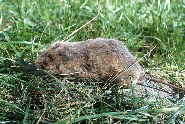 Wühlmaus