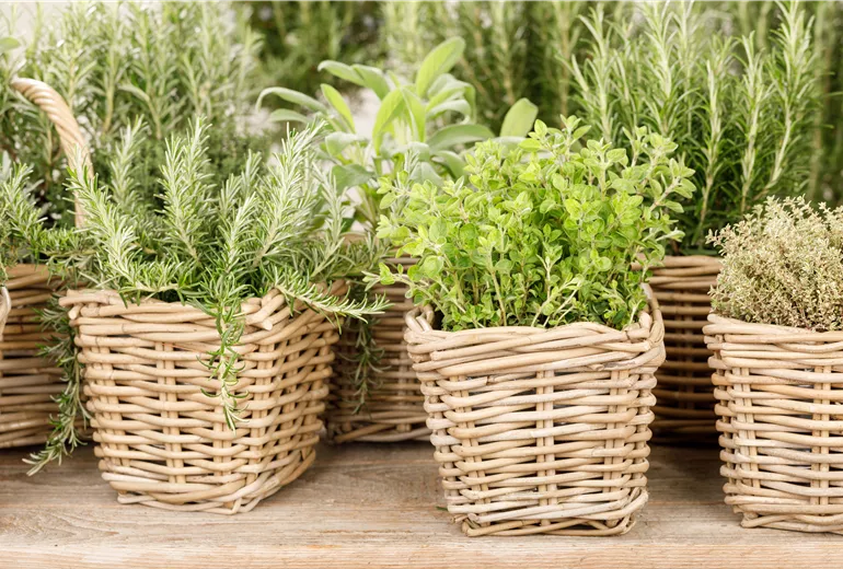 Origanum vulgare, Thymus, Rosmarinus officinalis Origanum vulgare, Thymus, Rosmarinus officinalis