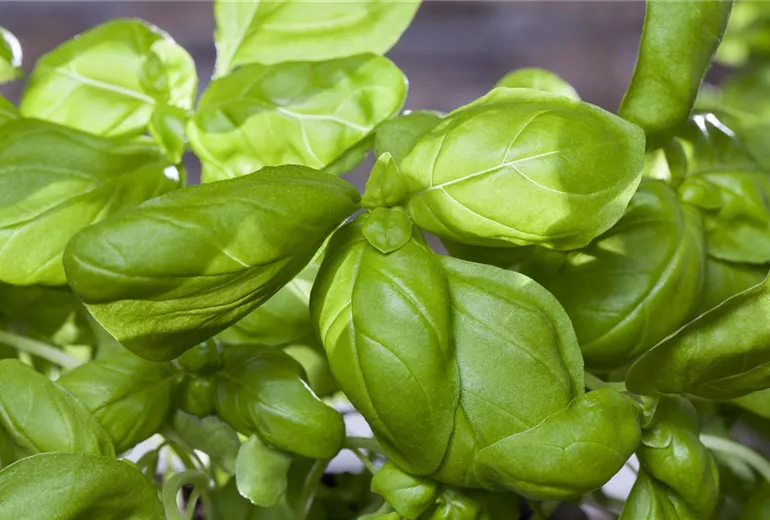 Ocimum basilicum Ocimum basilicum