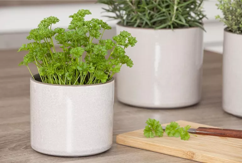 Petroselinum crispum 'Mooskrause 2' Petroselinum crispum 'Mooskrause 2'