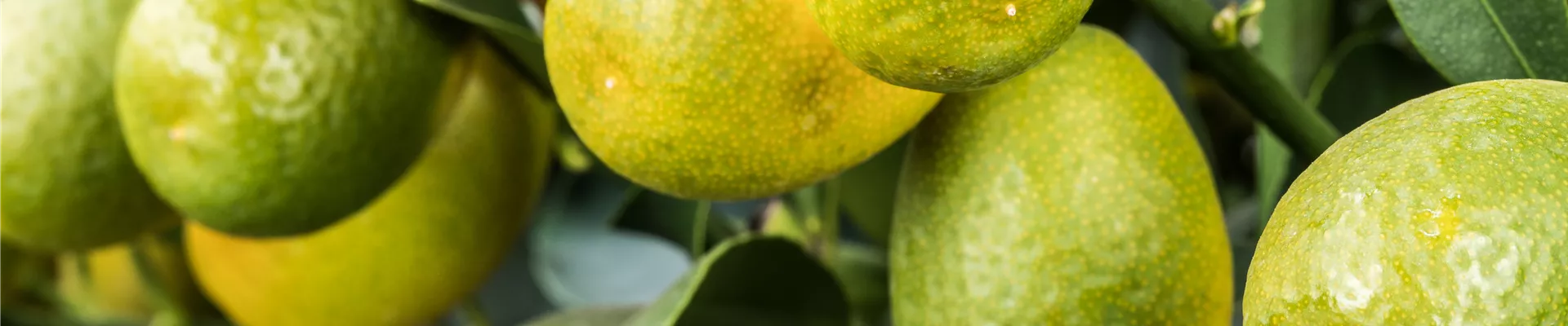 Citrus margarita