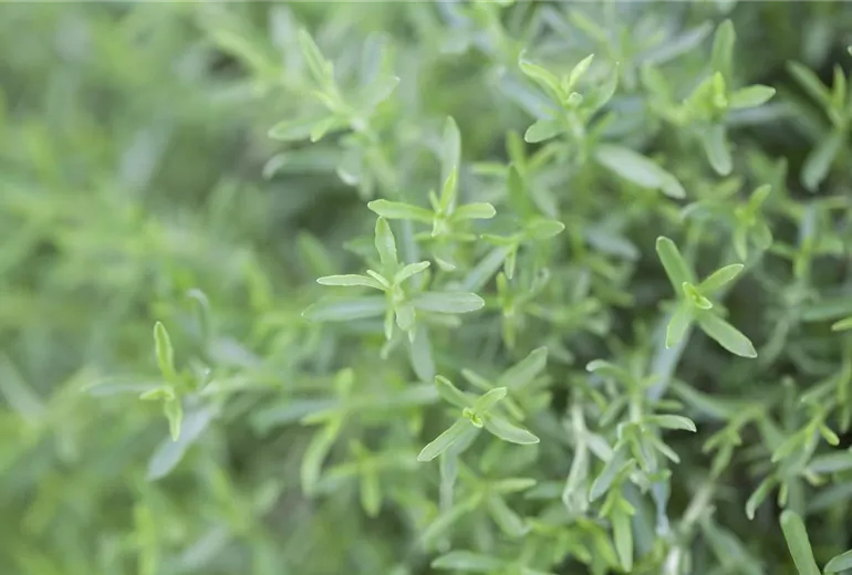 Mentha cervina
