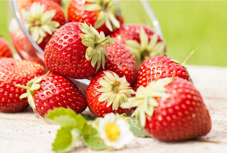 Fragaria x ananassa