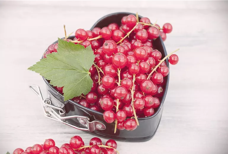Ribes rubrum