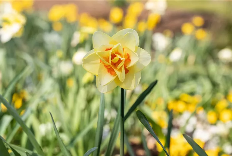 Narcissus Double