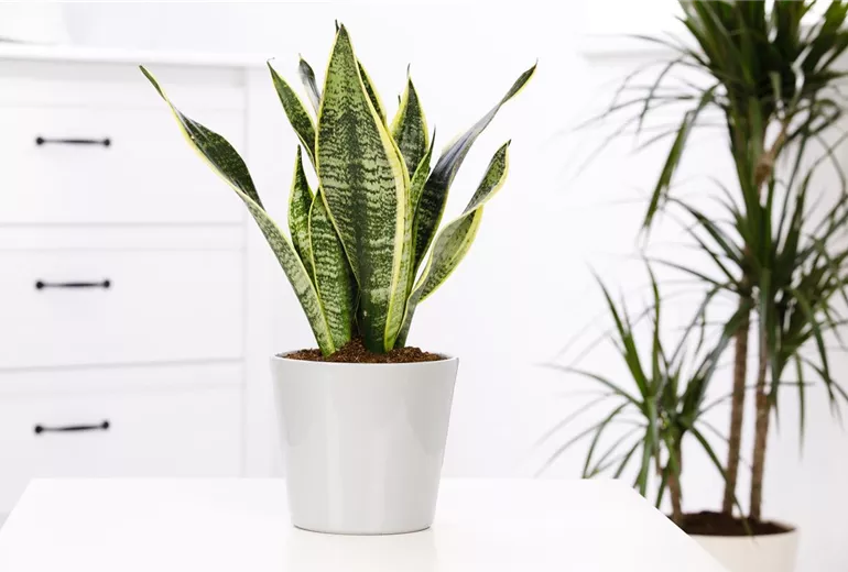 Sansevieria trifasciata