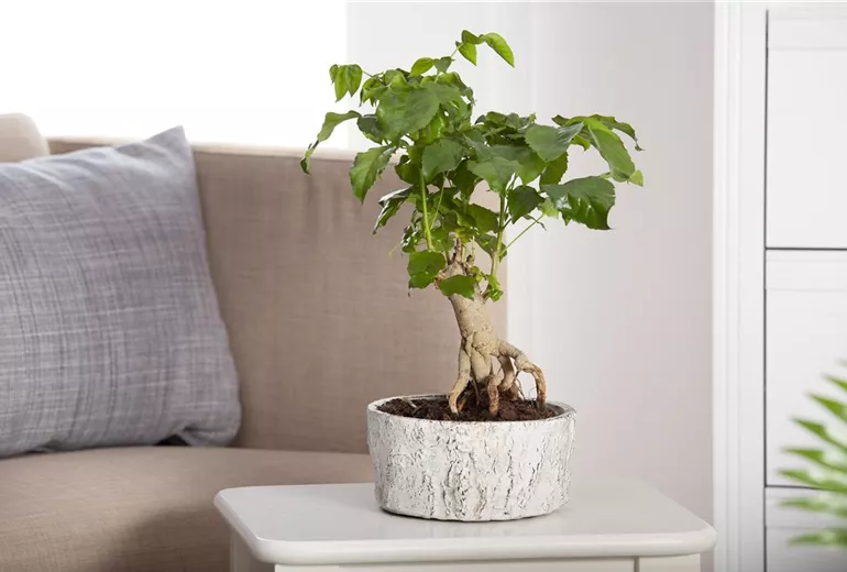 Zimmerbonsai