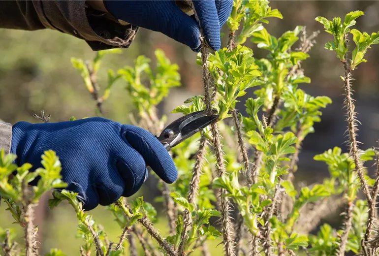 GS620145.jpg GS620145.jpg