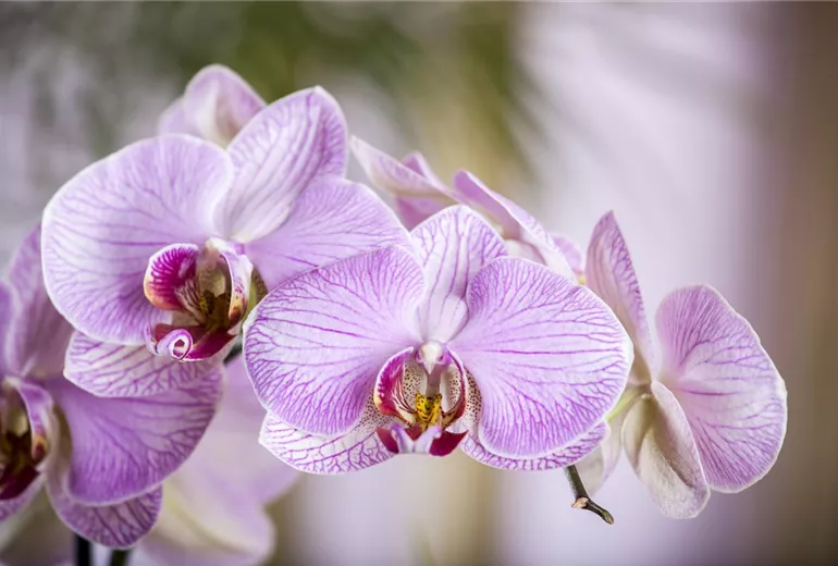 Phalaenopsis