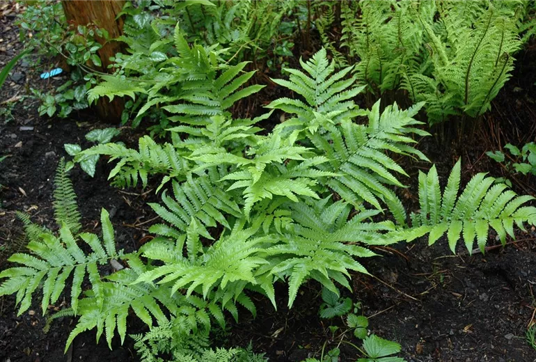 Cystopteris fragilis Cystopteris fragilis