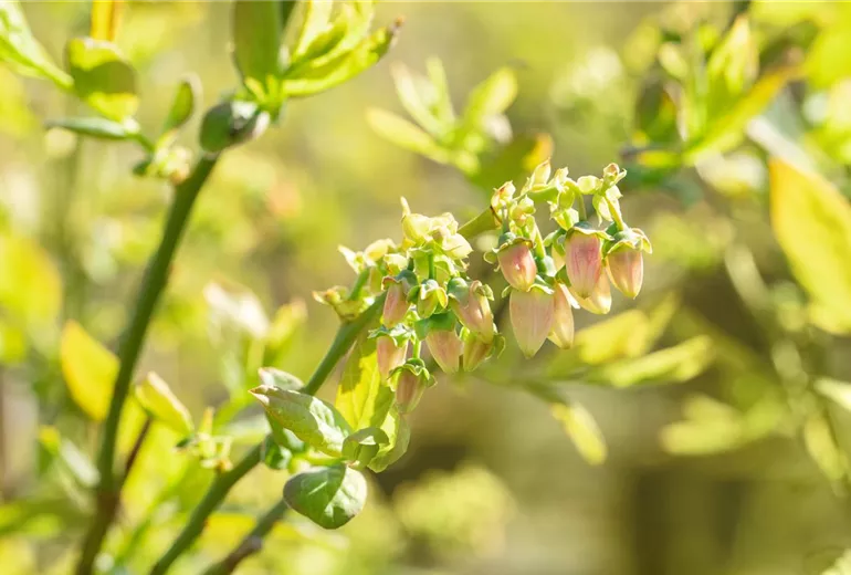 Vaccinium corymbosum 'Blue Jay'