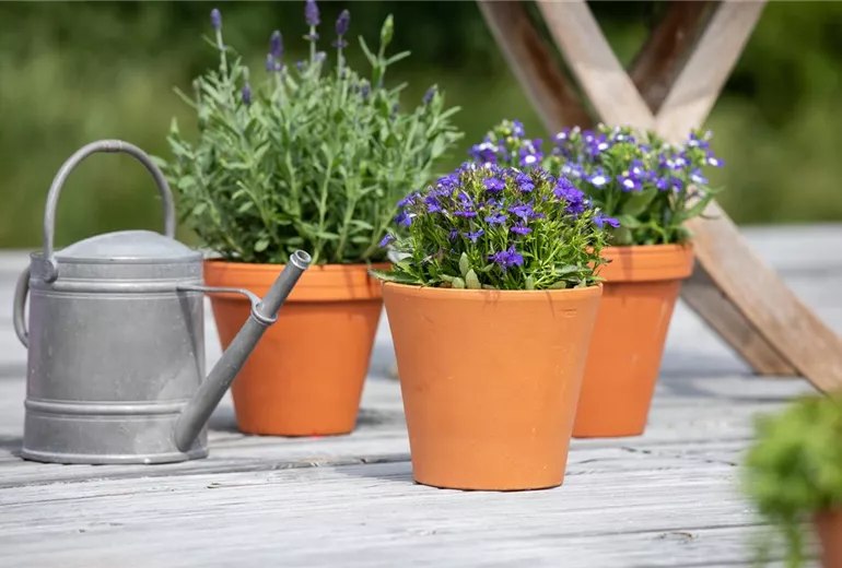 Lobelia 'Laguna® Compact'