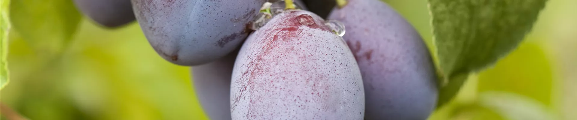 Prunus domestica subsp. domestica 'Basler Hauszwetschge' Prunus domestica subsp. domestica 'Basler Hauszwetschge'