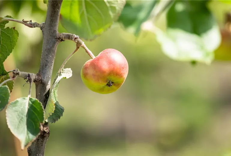 Malus domestica Malus domestica