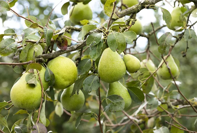 Pyrus communis 'Alexander Lucas' Pyrus communis 'Alexander Lucas'