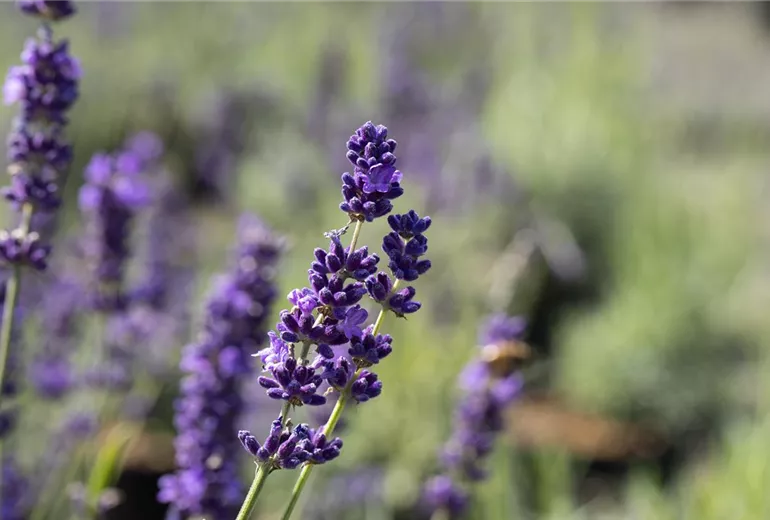 Lavandula angustifolia