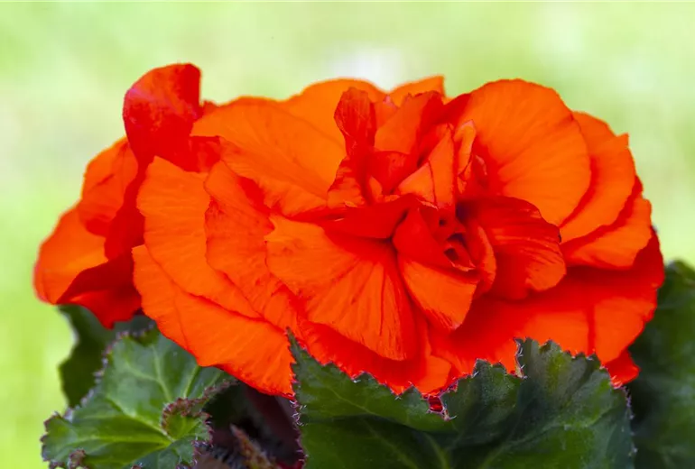 Begonia x tuberhybrida