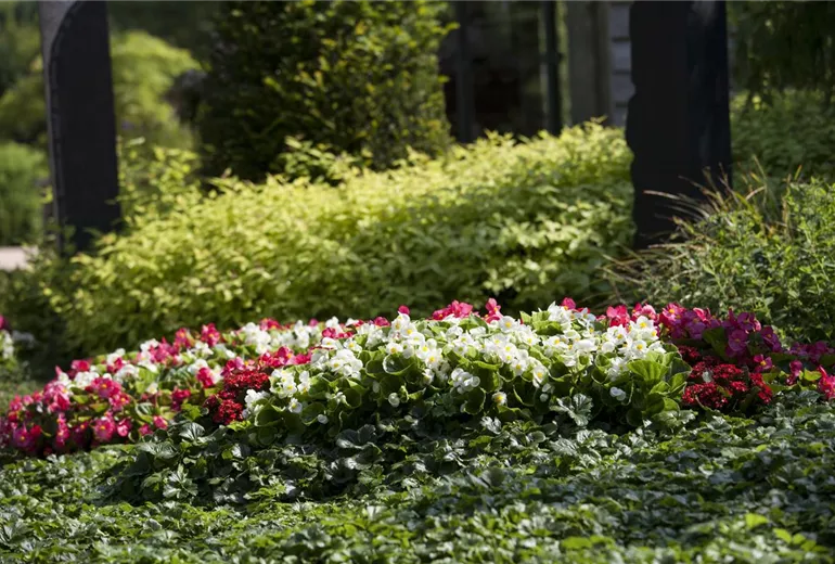 Begonia semperflorens