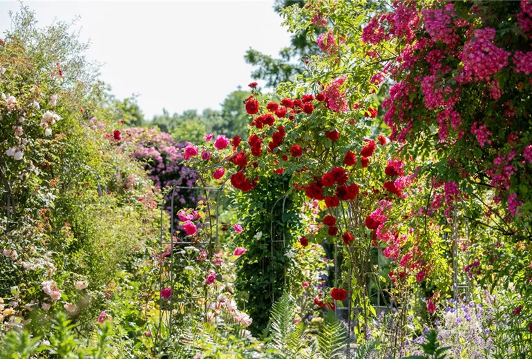 GS666639.jpg GS666639.jpg