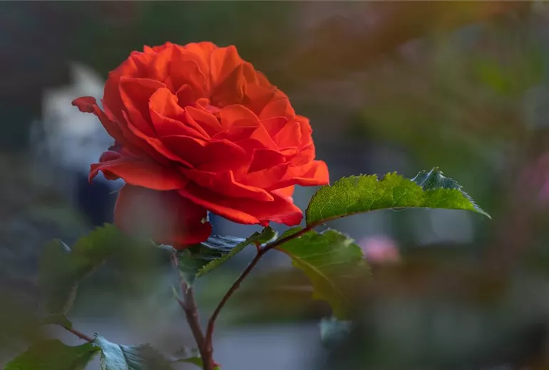 Strauchrose, rot Strauchrose, rot