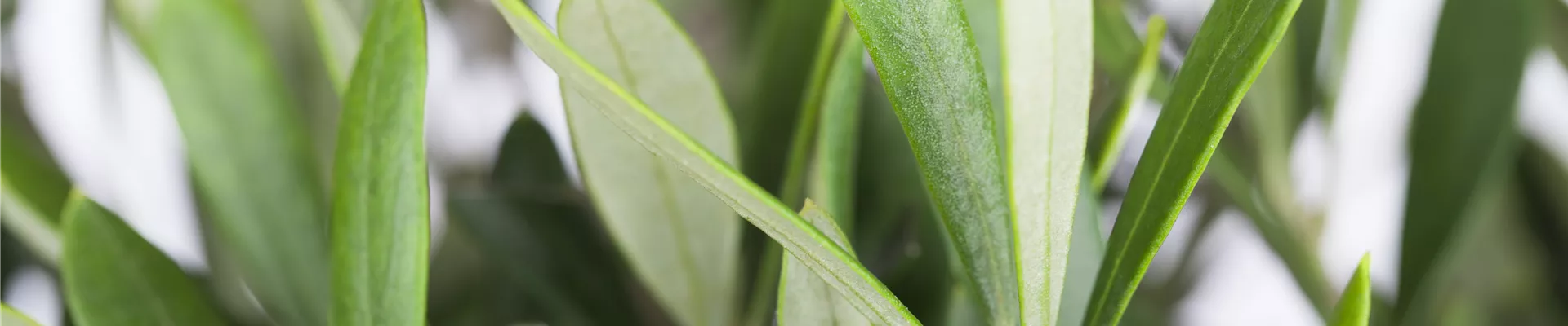 Olea europaea