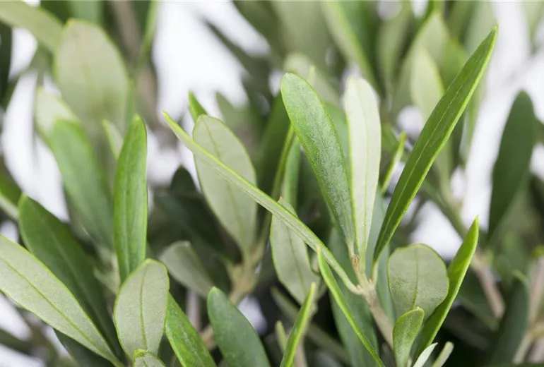 Olea europaea