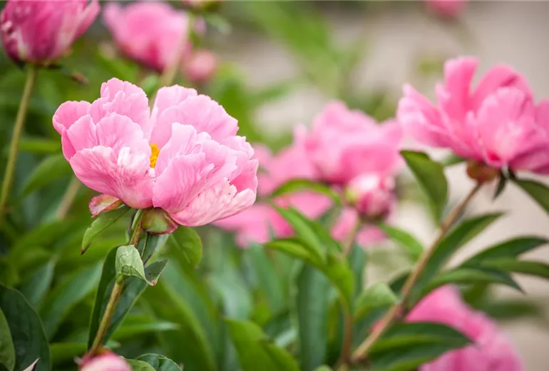 Paeonia lactiflora Paeonia lactiflora