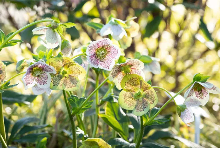 Helleborus Hybride 'Spring Promise Conny' Helleborus Hybride 'Spring Promise Conny'
