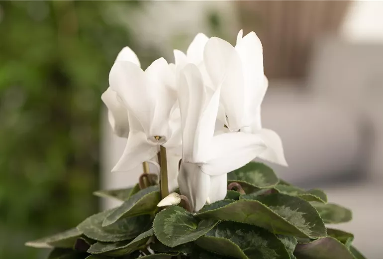 Cyclamen persicum, weiß