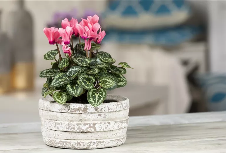 Cyclamen persicum, rosa