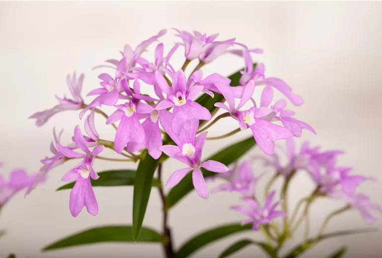 Oerstedella 'Panama'