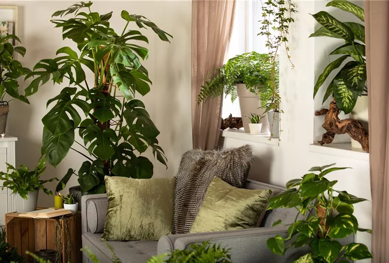 Grünpflanzen Grünpflanzen