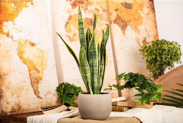 Sansevieria trifasciata Sansevieria trifasciata