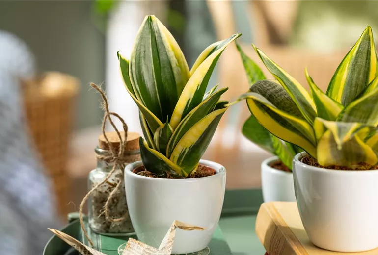 Sansevieria trifasciata 'Hahnii Jade Pagoda' Sansevieria trifasciata 'Hahnii Jade Pagoda'