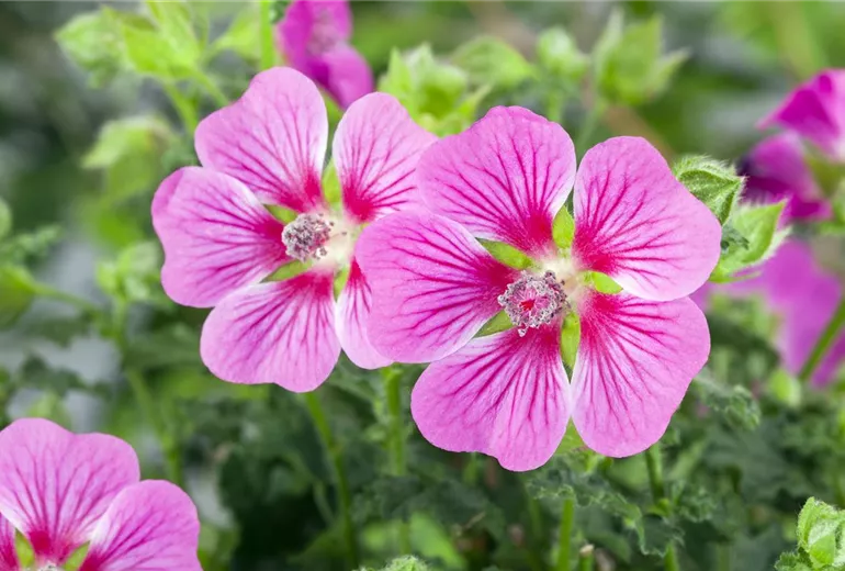 Lavatera