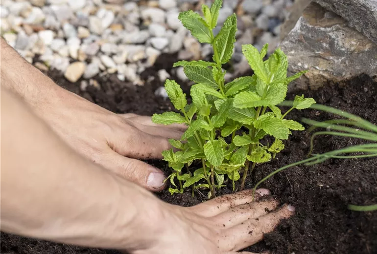 GS620281.jpg GS620281.jpg