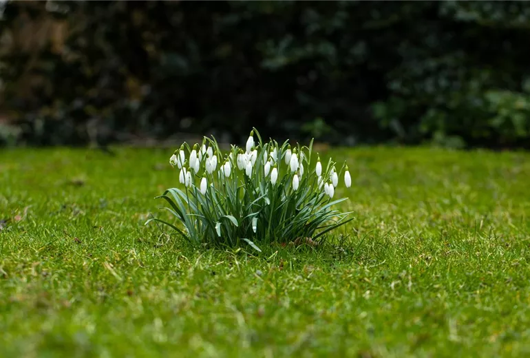 Galanthus nivalis