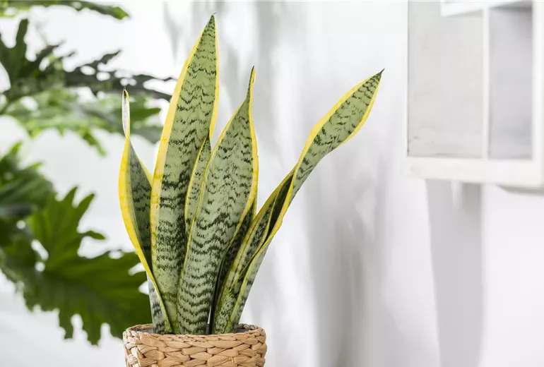 Sansevieria trifasciata