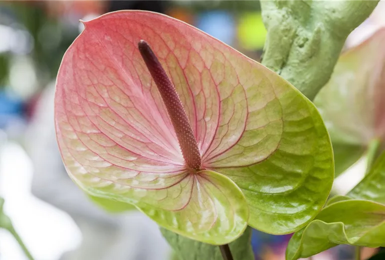 Anthurium x andreanum