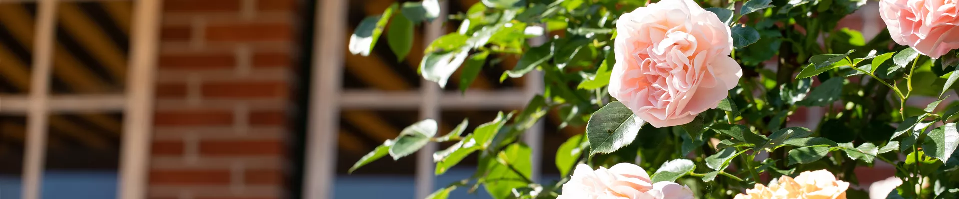 Strauchrose, lachsrosa Strauchrose, lachsrosa