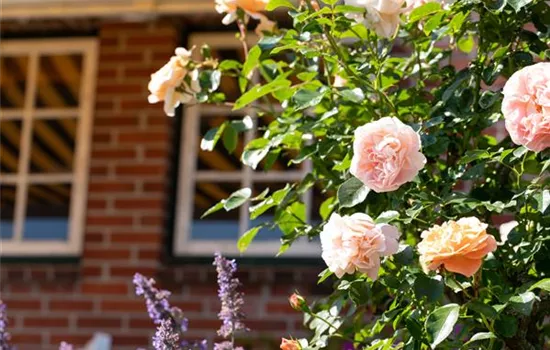 Tipps für die Gartengestaltung mit Rosen Tipps für die Gartengestaltung mit Rosen