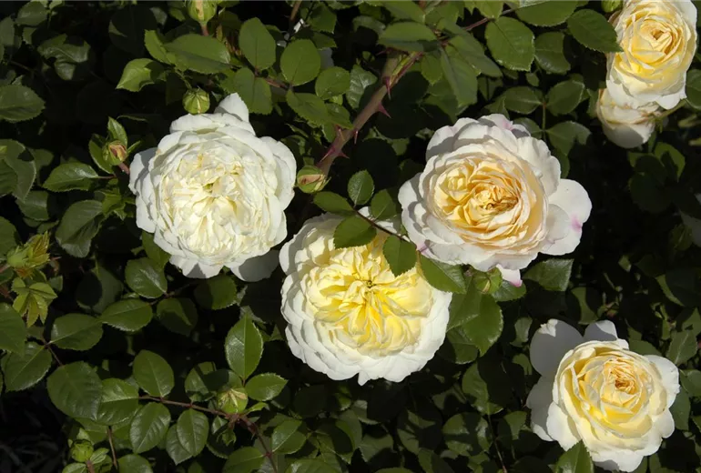 Englische Rosen Englische Rosen