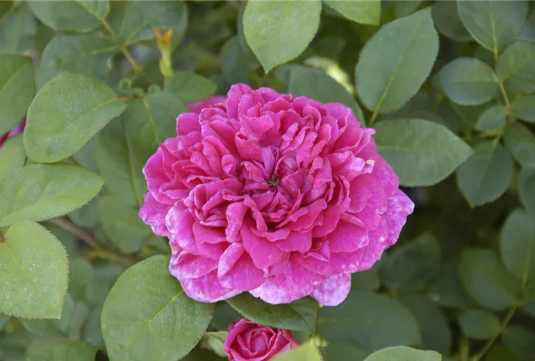 Rosa 'Sophy's Rose' Rosa 'Sophy's Rose'