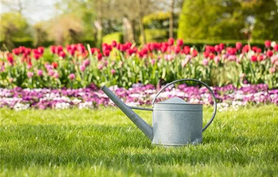 Tipps zum richtigen Gießen im Sommer Tipps zum richtigen Gießen im Sommer