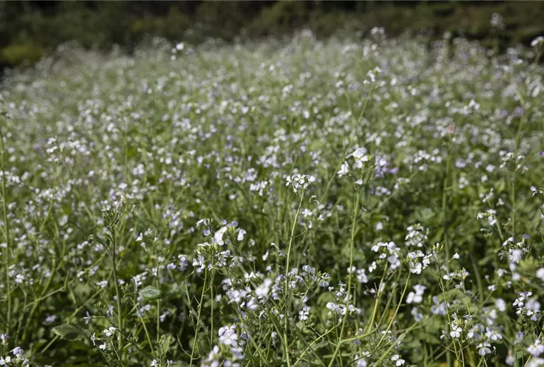 Raphanus sativus var. oleiformis