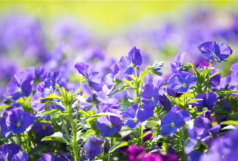 Viola cornuta 'Andrea'